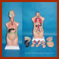 Modèle de torse humain de 50 cm, modèle de torse anatomique (12 PCS)